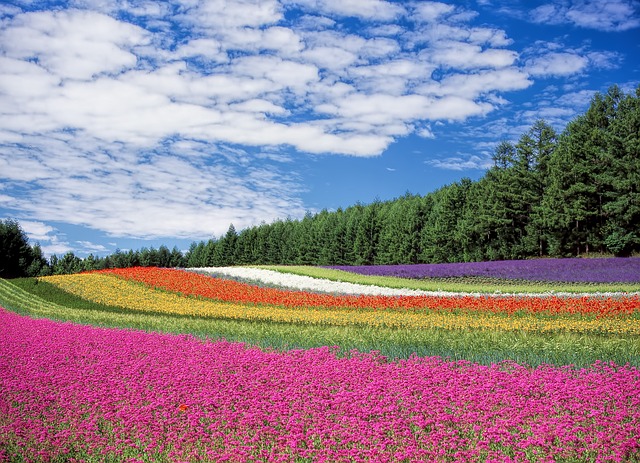 夏休み旅行北海道計画の注意点体験記